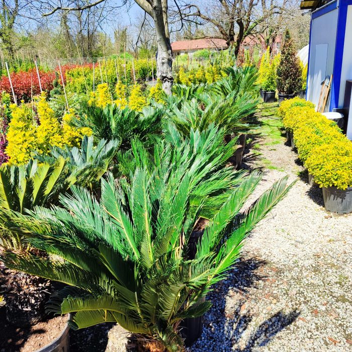 Cycas (Sikas) Palmiyesi Gövde Boyu 40-50cm - Görsel 18