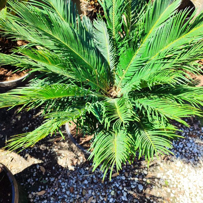 Cycas (Sikas) Palmiyesi Gövde Boyu 40-50cm - Görsel 17