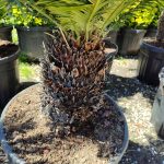 Cycas (Sikas) Palmiyesi Gövde Boyu 40-50cm - Görsel 16