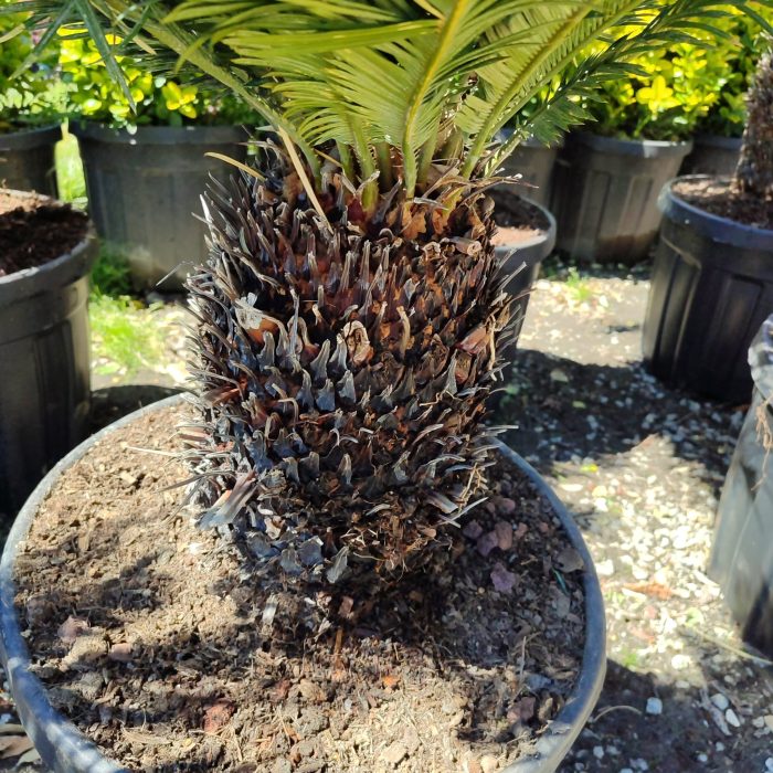Cycas (Sikas) Palmiyesi Gövde Boyu 40-50cm - Görsel 16