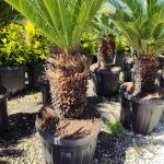 Cycas (Sikas) Palmiyesi Gövde Boyu 40-50cm - Görsel 15