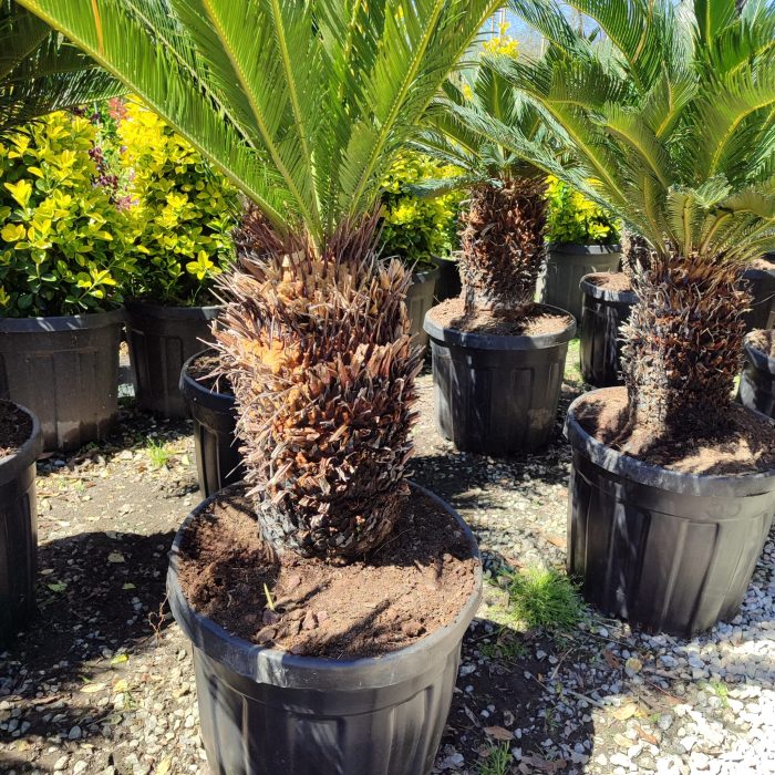 Cycas (Sikas) Palmiyesi Gövde Boyu 40-50cm - Görsel 15