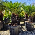 Cycas (Sikas) Palmiyesi Gövde Boyu 40-50cm - Görsel 14