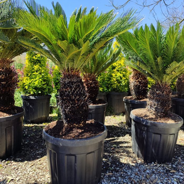 Cycas (Sikas) Palmiyesi Gövde Boyu 40-50cm - Görsel 14