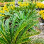 Cycas (Sikas) Palmiyesi Gövde Boyu 40-50cm