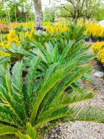 Cycas (Sikas) Palmiyesi Gövde Boyu 50-60cm - Görsel 11