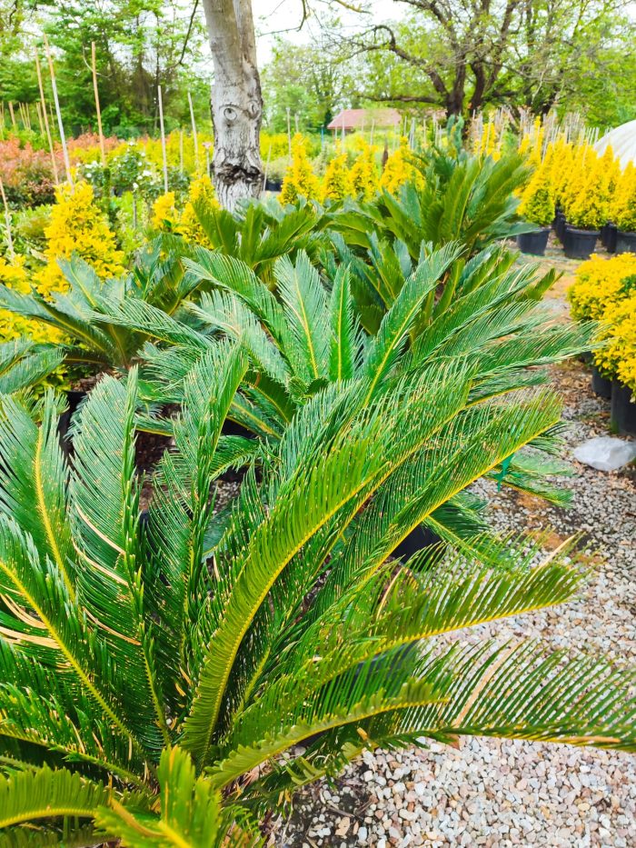 Cycas (Sikas) Palmiyesi Gövde Boyu 50-60cm - Görsel 11