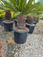 Cycas (Sikas) Palmiyesi Gövde Boyu 50-60cm - Görsel 2