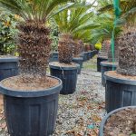 Cycas (Sikas) Palmiyesi Gövde Boyu 50-60cm