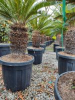 Cycas (Sikas) Palmiyesi Gövde Boyu 50-60cm