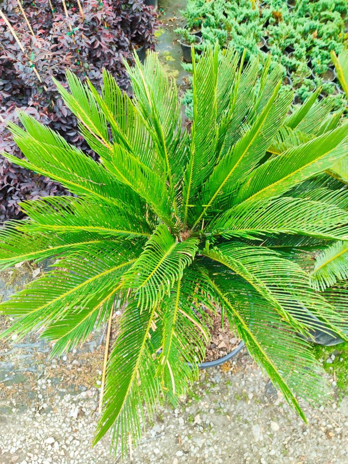 Cycas (Sikas) Palmiyesi Gövde Boyu 50-60cm - Görsel 9
