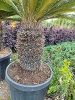 Cycas (Sikas) Palmiyesi Gövde Boyu 50-60cm - Görsel 8