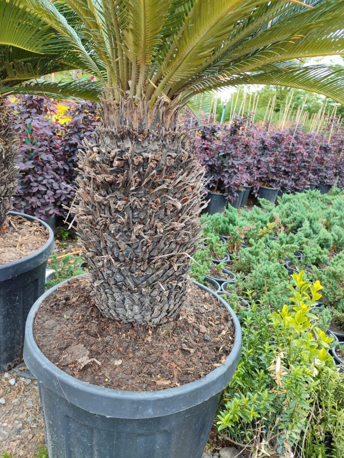 Cycas (Sikas) Palmiyesi Gövde Boyu 50-60cm - Görsel 8