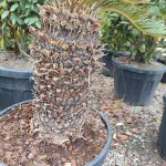 Cycas (Sikas) Palmiyesi Gövde Boyu 60-70cm