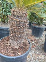 Cycas (Sikas) Palmiyesi Gövde Boyu 50-60cm - Görsel 7