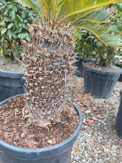 Cycas (Sikas) Palmiyesi Gövde Boyu 60-70cm