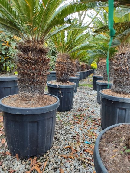 Cycas (Sikas) Palmiyesi Gövde Boyu 50-60cm