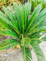 Cycas (Sikas) Palmiyesi Gövde Boyu 50-60cm - Görsel 6