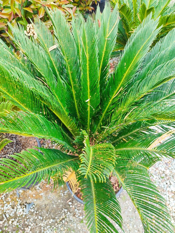 Cycas (Sikas) Palmiyesi Gövde Boyu 50-60cm - Görsel 6
