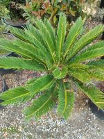 Cycas (Sikas) Palmiyesi Gövde Boyu 50-60cm - Görsel 5