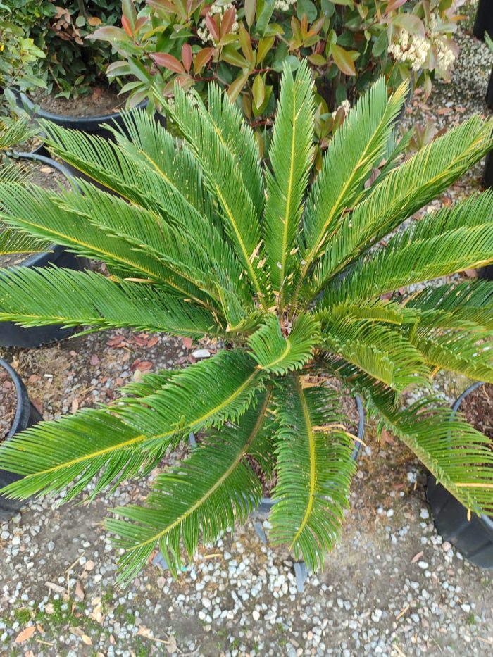 Cycas (Sikas) Palmiyesi Gövde Boyu 50-60cm - Görsel 5