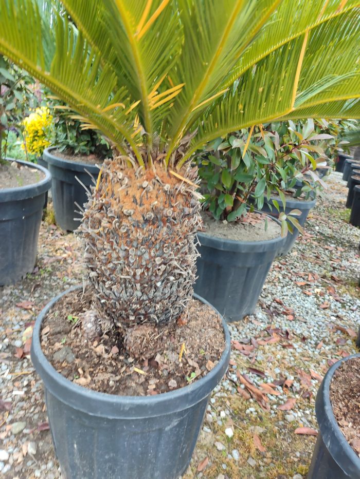 Cycas (Sikas) Palmiyesi Gövde Boyu 50-60cm - Görsel 4