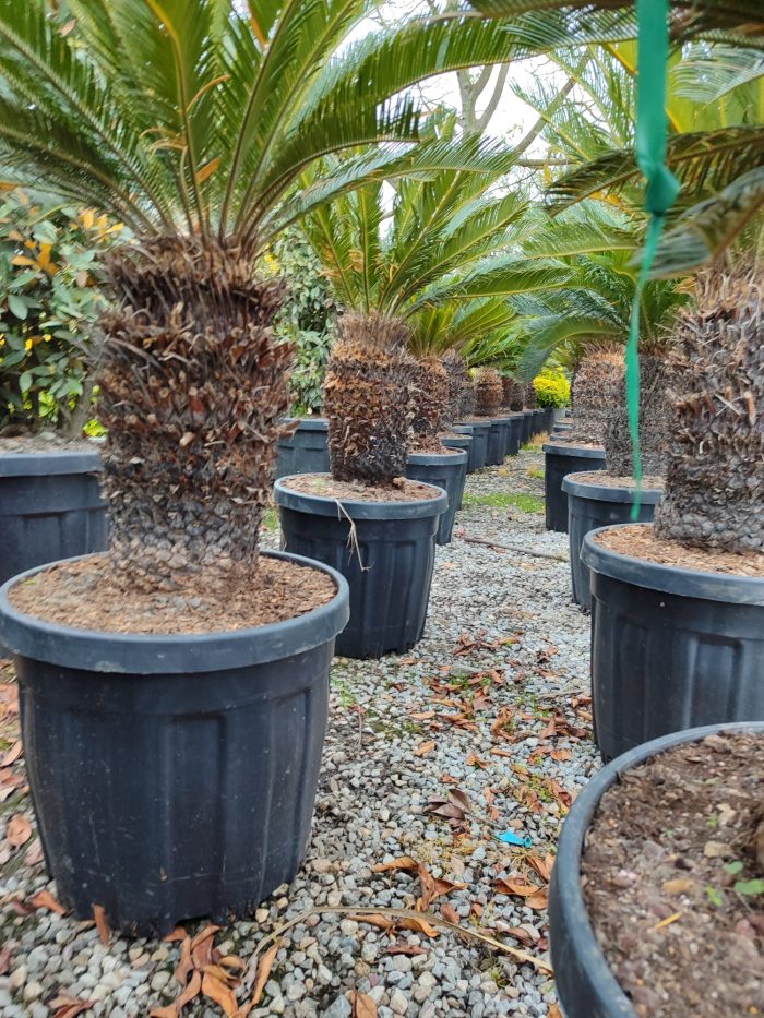 Cycas (Sikas) Palmiyesi Gövde Boyu 50-60cm - Görsel 10