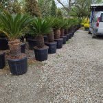 Cycas (Sikas) Palmiyesi Gövde Boyu 30-40cm