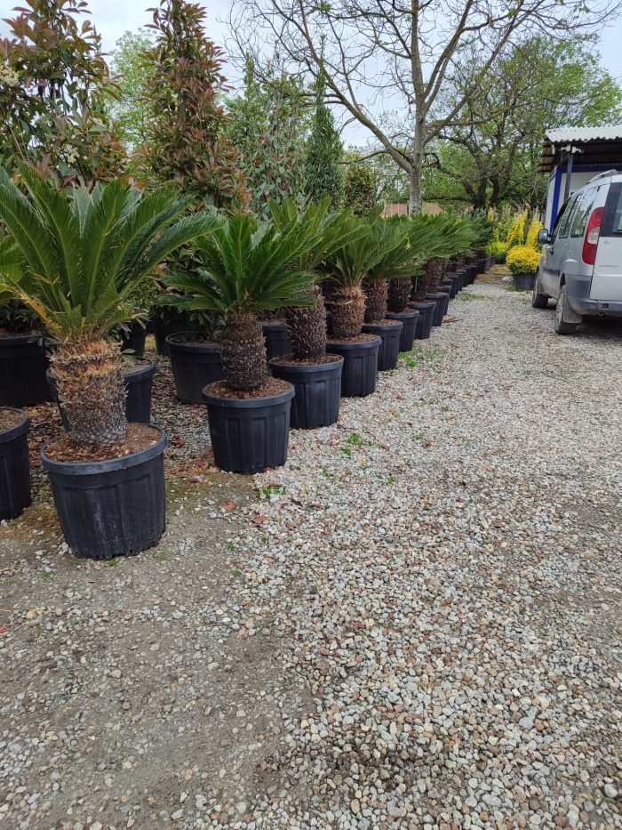 Cycas (Sikas) Palmiyesi Gövde Boyu 50-60cm - Görsel 12
