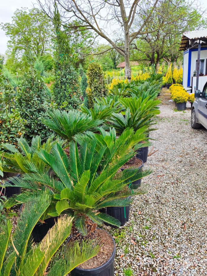 Cycas (Sikas) Palmiyesi Gövde Boyu 50-60cm - Görsel 3