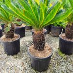 Cycas (Sikas) Palmiyesi Gövde Boyu 30-40cm