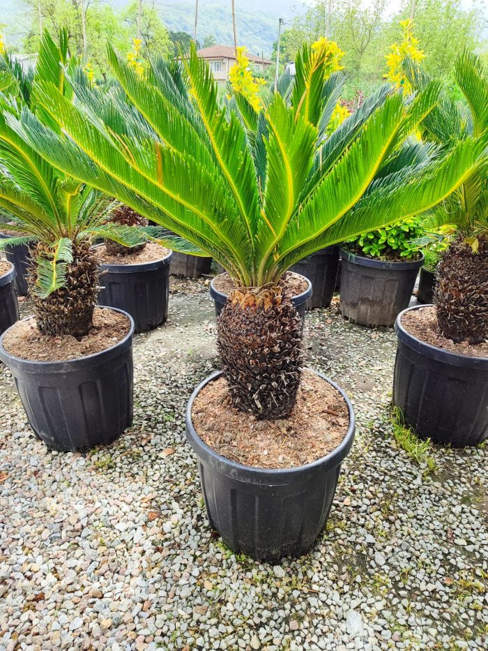 Cycas (Sikas) Palmiyesi Gövde Boyu 40-50cm - Görsel 4