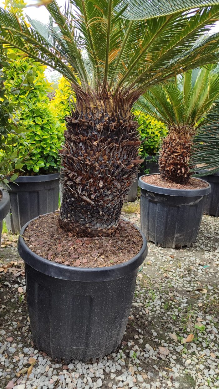 Cycas (Sikas) Palmiyesi Gövde Boyu 40-50cm - Görsel 12