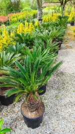 Cycas (Sikas) Palmiyesi Gövde Boyu 40-50cm - Görsel 11