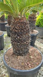 Cycas (Sikas) Palmiyesi Gövde Boyu 40-50cm - Görsel 9