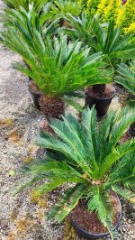Cycas (Sikas) Palmiyesi Gövde Boyu 40-50cm - Görsel 8