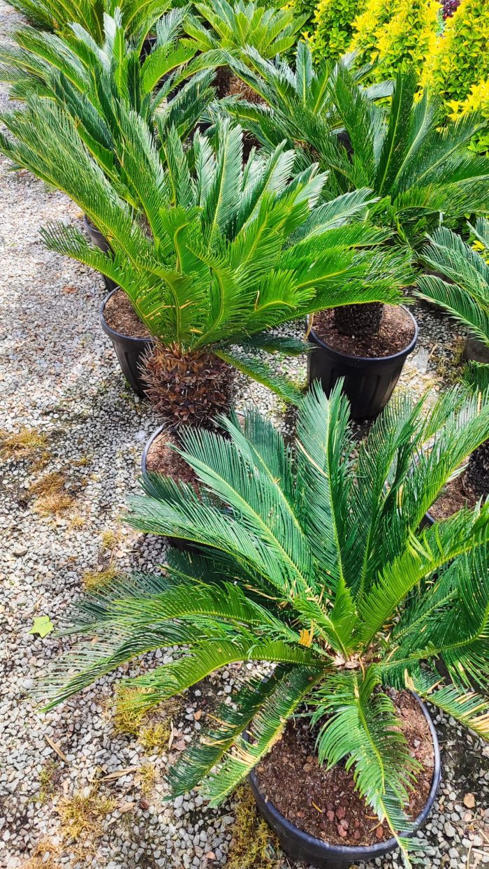 Cycas (Sikas) Palmiyesi Gövde Boyu 40-50cm - Görsel 8