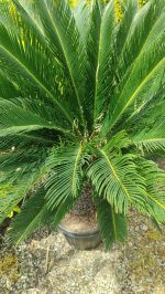 Cycas (Sikas) Palmiyesi Gövde Boyu 40-50cm - Görsel 7