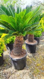Cycas (Sikas) Palmiyesi Gövde Boyu 40-50cm - Görsel 6
