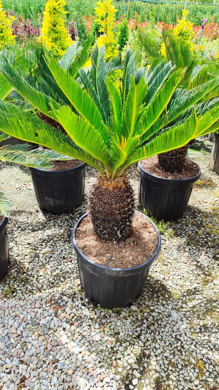 Cycas (Sikas) Palmiyesi Gövde Boyu 40-50cm - Görsel 5