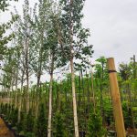 Huş Betula 18-20Q Kalınlık