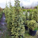 Piramit İlex 125-150cm