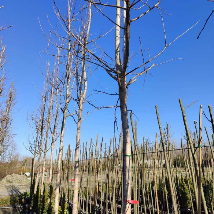 Lale Ağacı (Liriodendron tulipifera) 25-30Q - Görsel 3