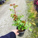 Meilland Gülü  Kırmızı 40-60 cm boy