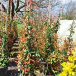 Piramit Alev 200cm 35Litre - Görsel 2