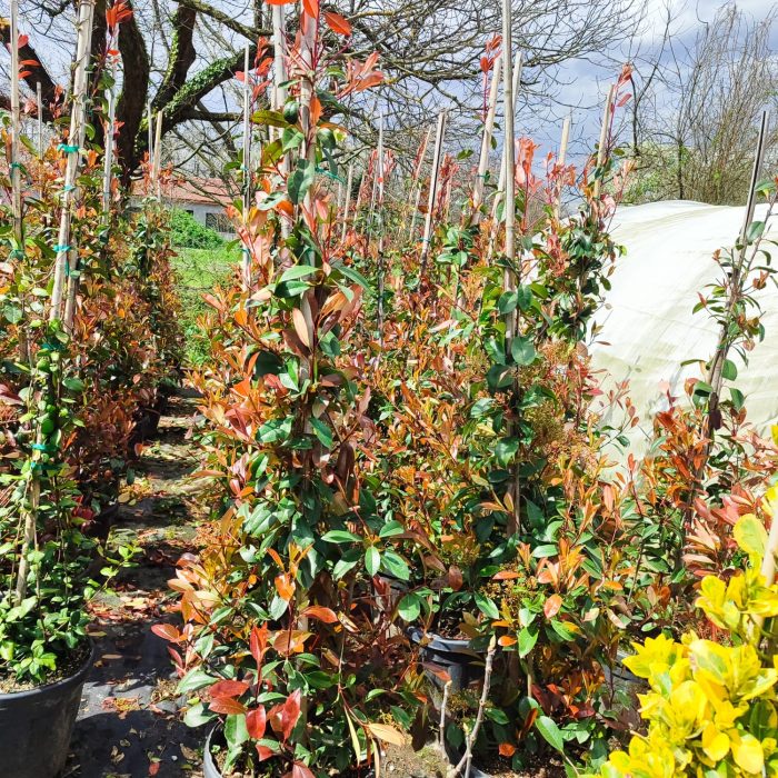 Piramit Alev 200cm 35Litre - Görsel 2