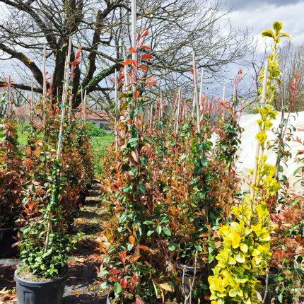 Piramit Alev 200cm 35Litre