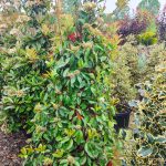 Piramit Alev 150-200cm