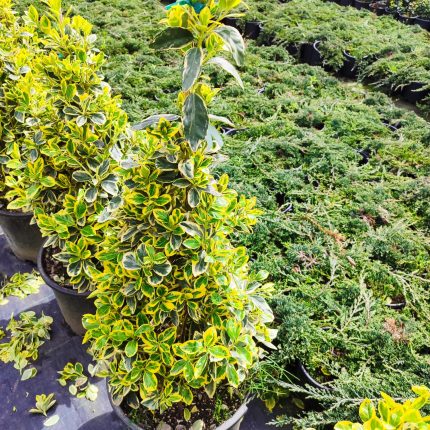 Piramit Bravo Taflan 80-100cm 15 Litre