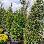 Piramit Defne 250-300cm ( Laurus Nobilis Pyramidalis )